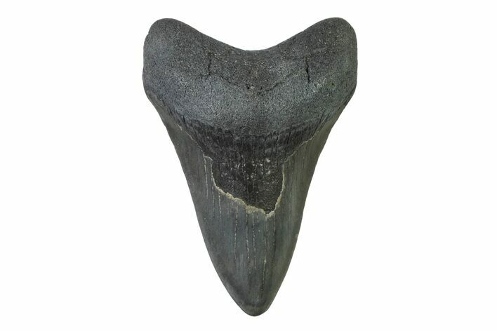 Fossil Megalodon Tooth - Georgia #338768